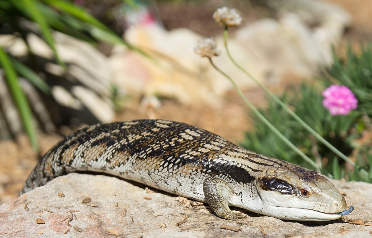 Blue-tongue lizard